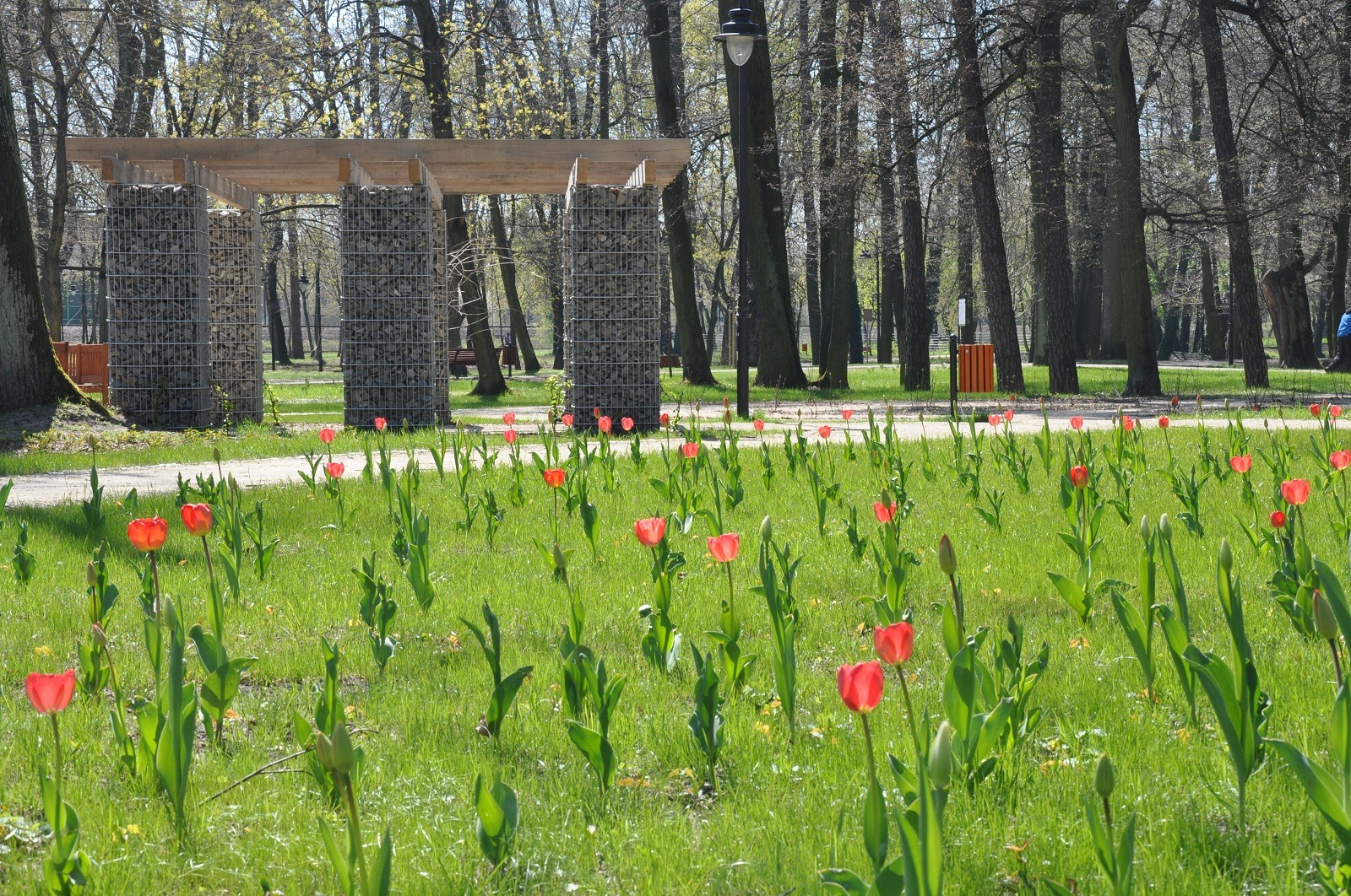 kwitnące tulipany w Parku miejskim w Brwinowie