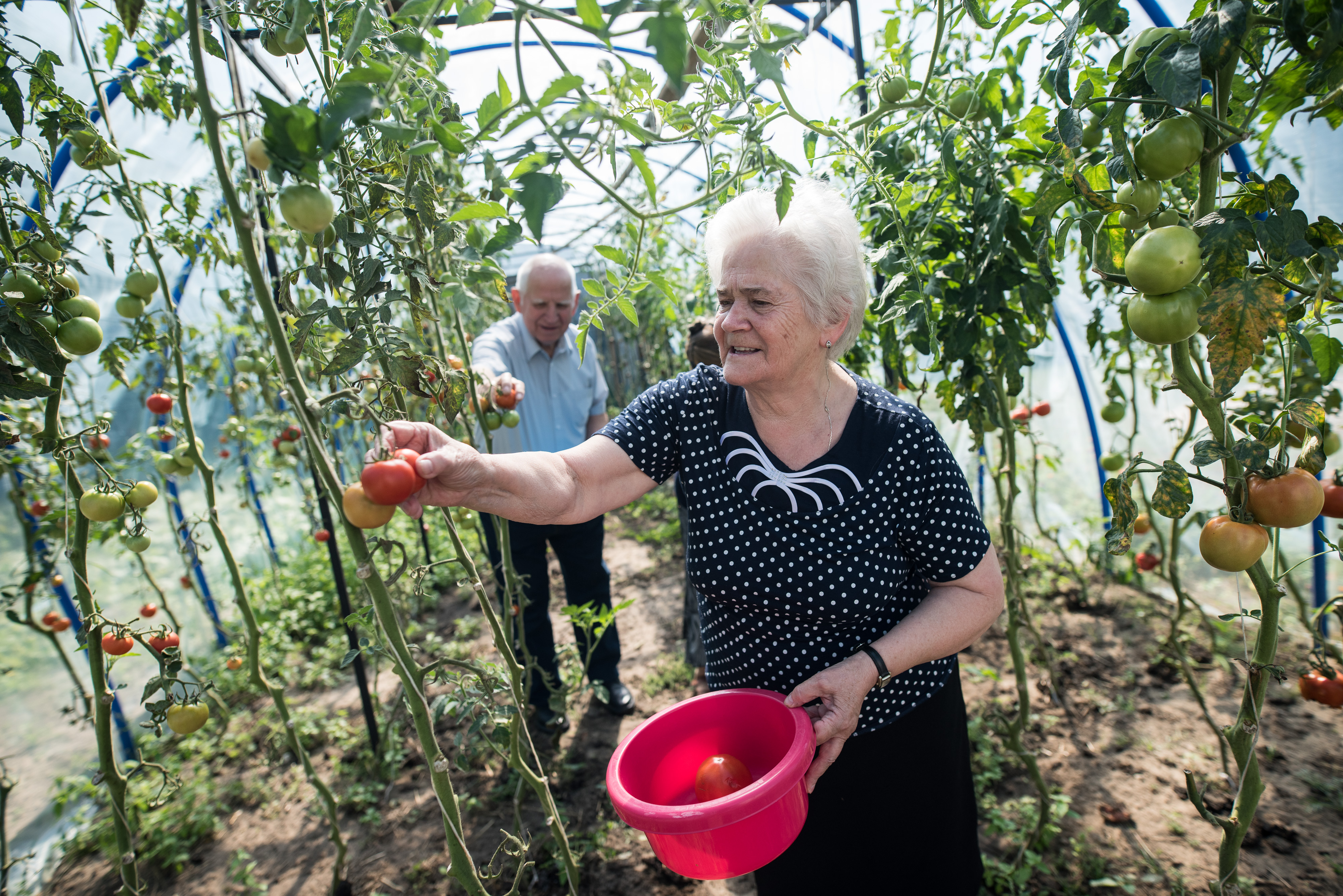 The photo presents seniors growing tomatoes on the "Green Care" farm.