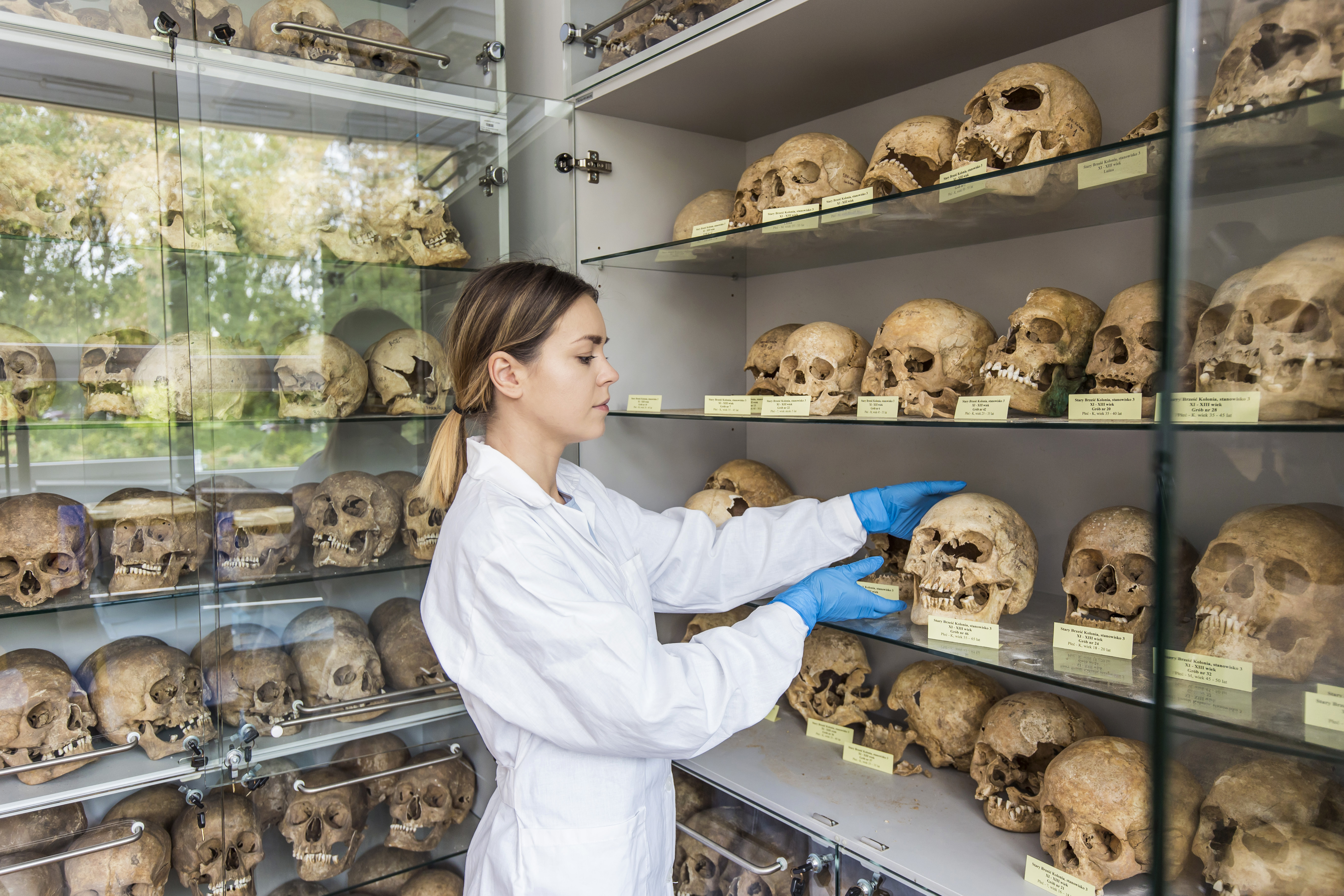Kobieta układająca na półkach wypreparowane czaszki ludzkie