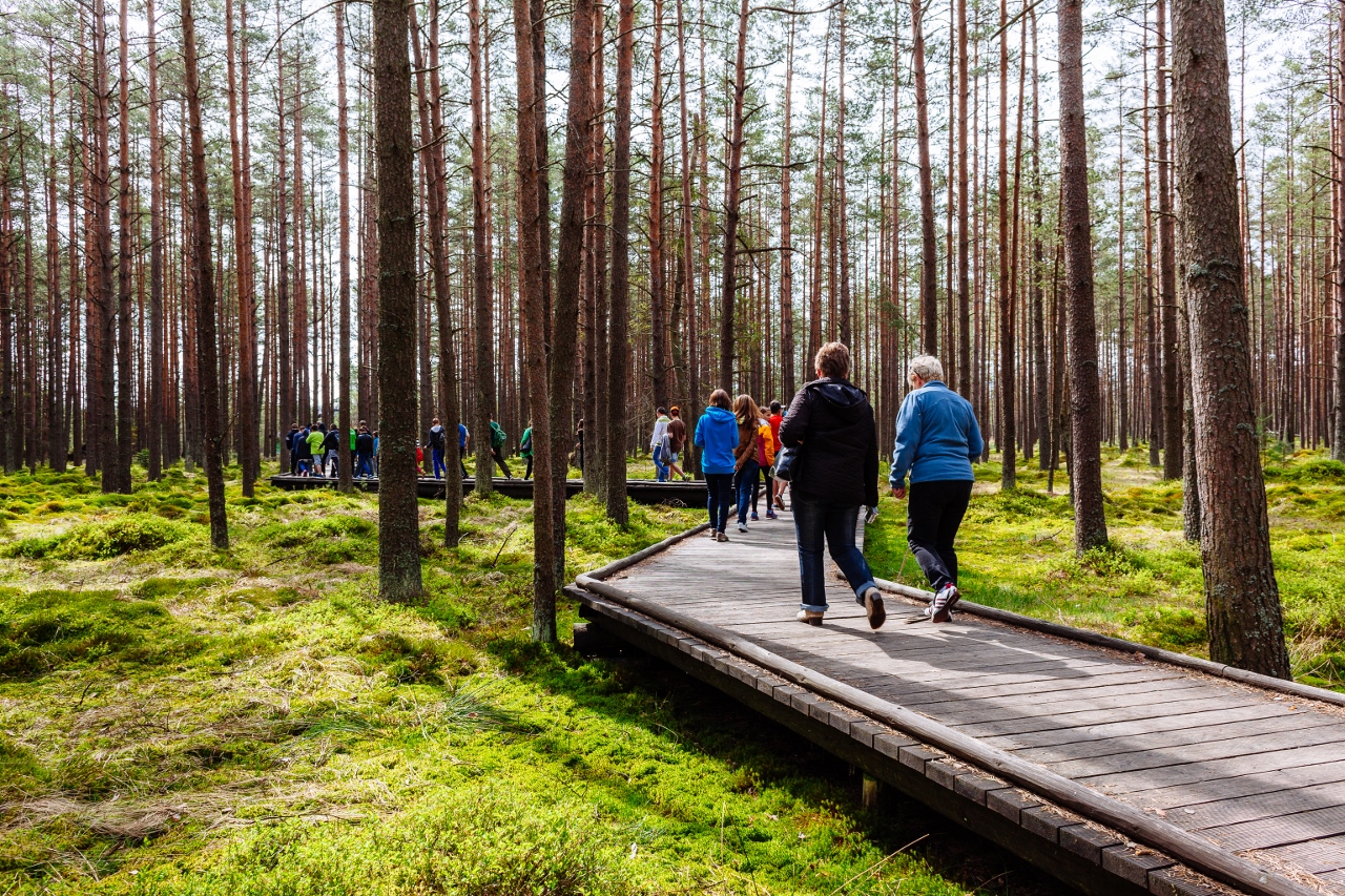 Zdjęcie turystów w lesie przechodzących po drewnianej ścieżce-pomoście