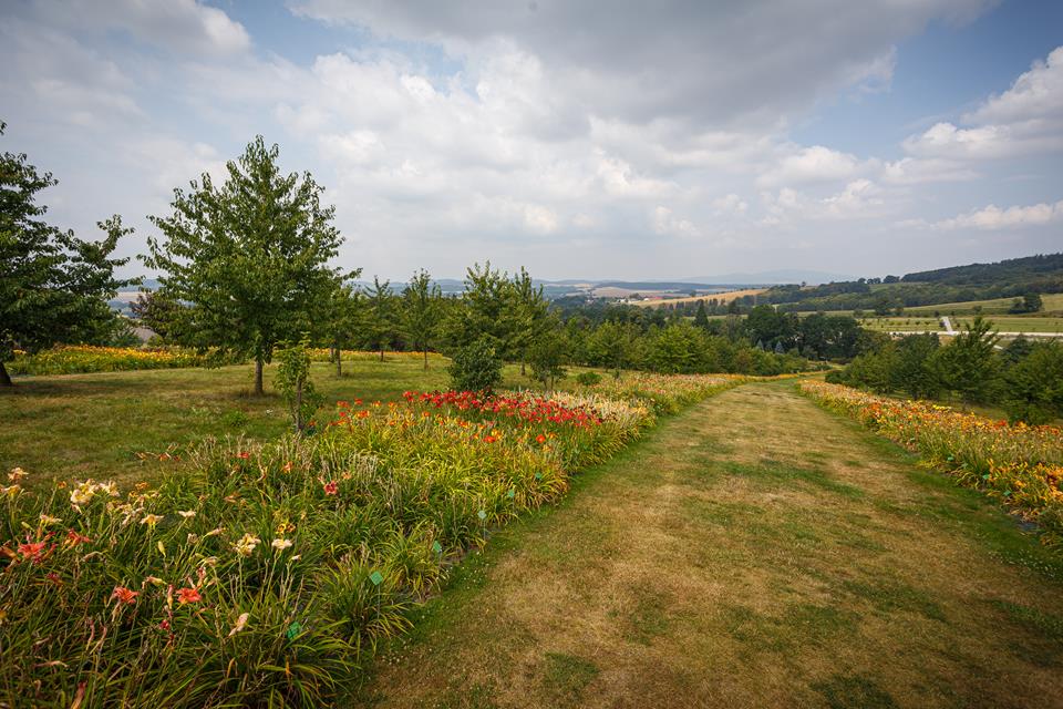 Widok na Arboretum Wojsławice